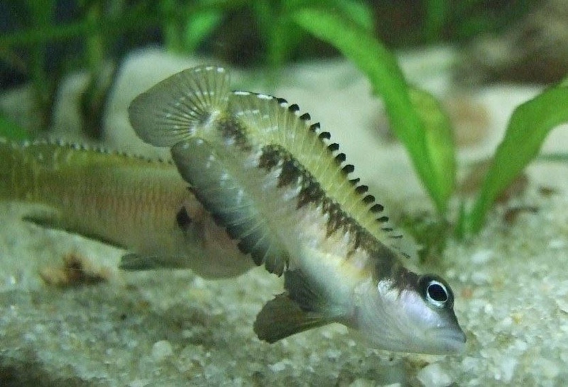Lamprologus speciosus